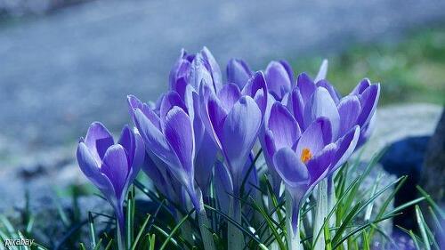 Qigong-Kurs: Fit in den Frühling
