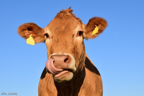 Ist die Kuh wirklich ein Klimakiller?