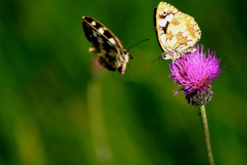 Zwei Schmetterlinge auf einer Blume